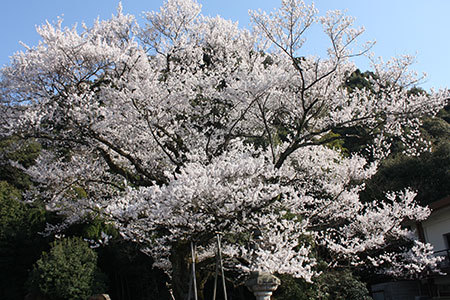 鵜飼桜