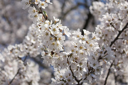 鵜飼桜