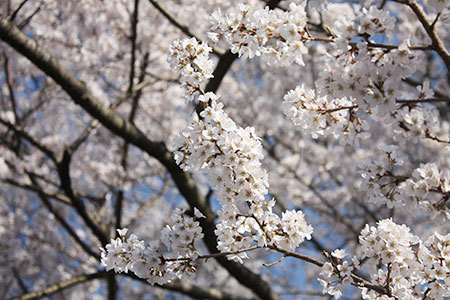 鵜飼桜