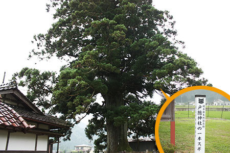 郡上戸隠神社一本杉