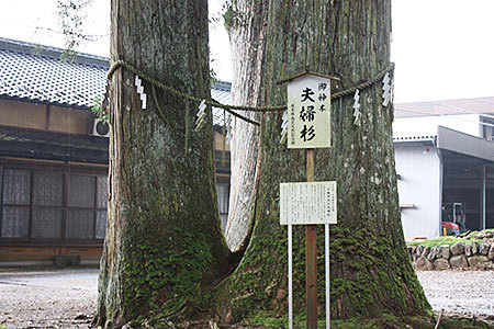 郡上戸隠神社夫婦杉