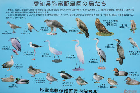 弥富野鳥園