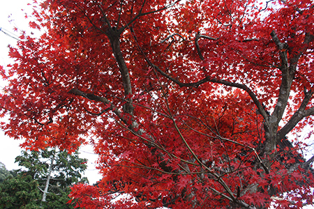 養老公園の紅葉