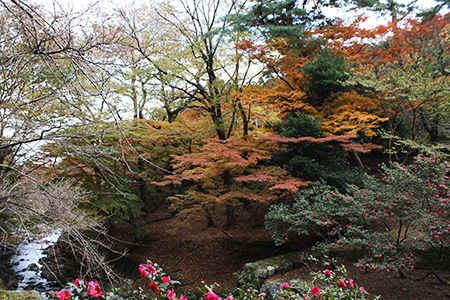 養老公園の紅葉