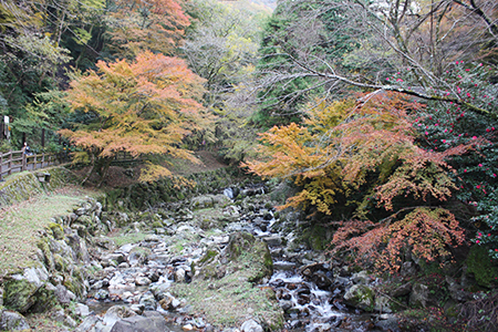 養老公園の紅葉