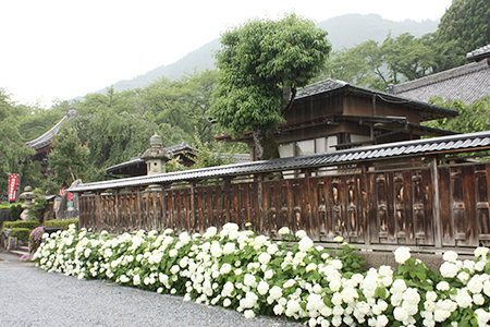 弓削寺のあじさい