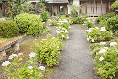 弓削寺のあじさい